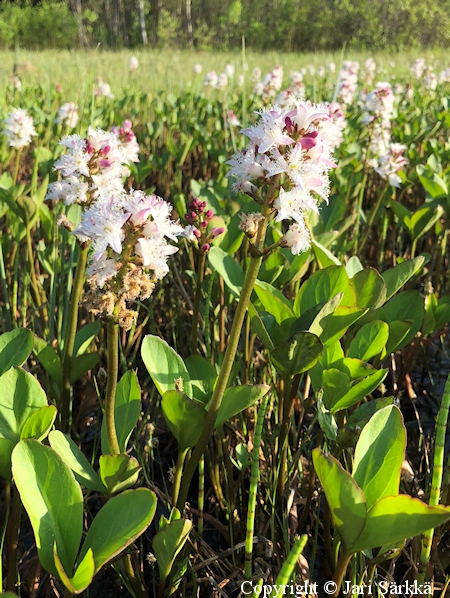 Menyanthes trifoliata, raate